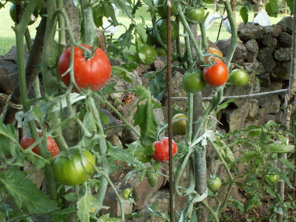 Investigadores Universitarios trabajan con plantas de tomates silvestres