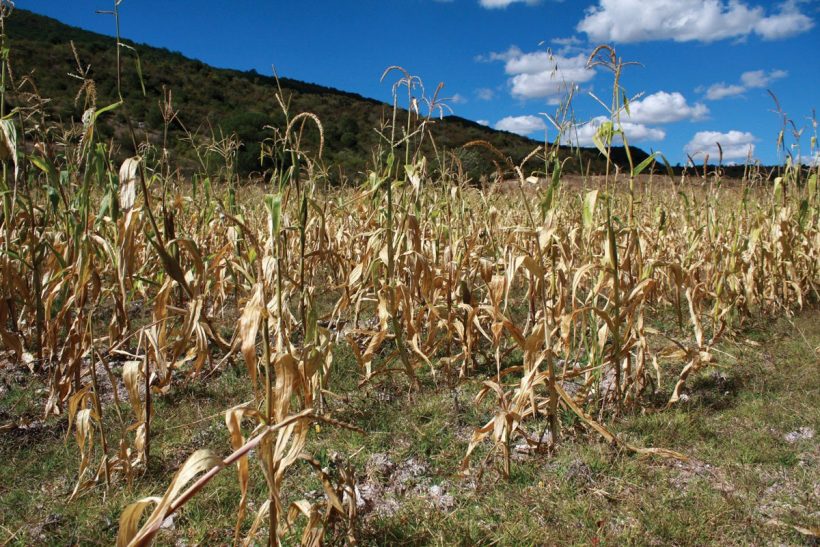 Productores tamaulipecos en alerta por sequía