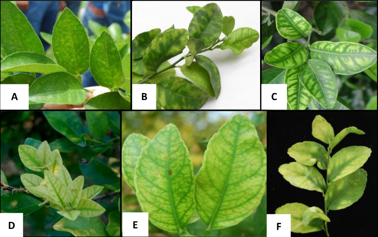 Investigadores buscan identificar HLB en cítricos para combatir las plagas.