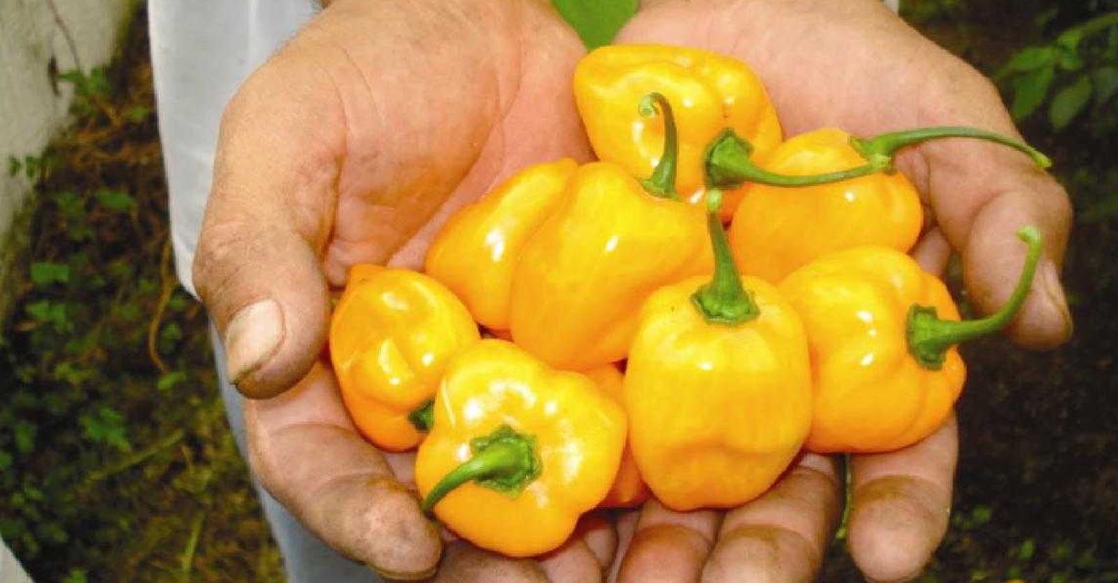 Tamaulipecos trabajan con proyectos de chile habanero