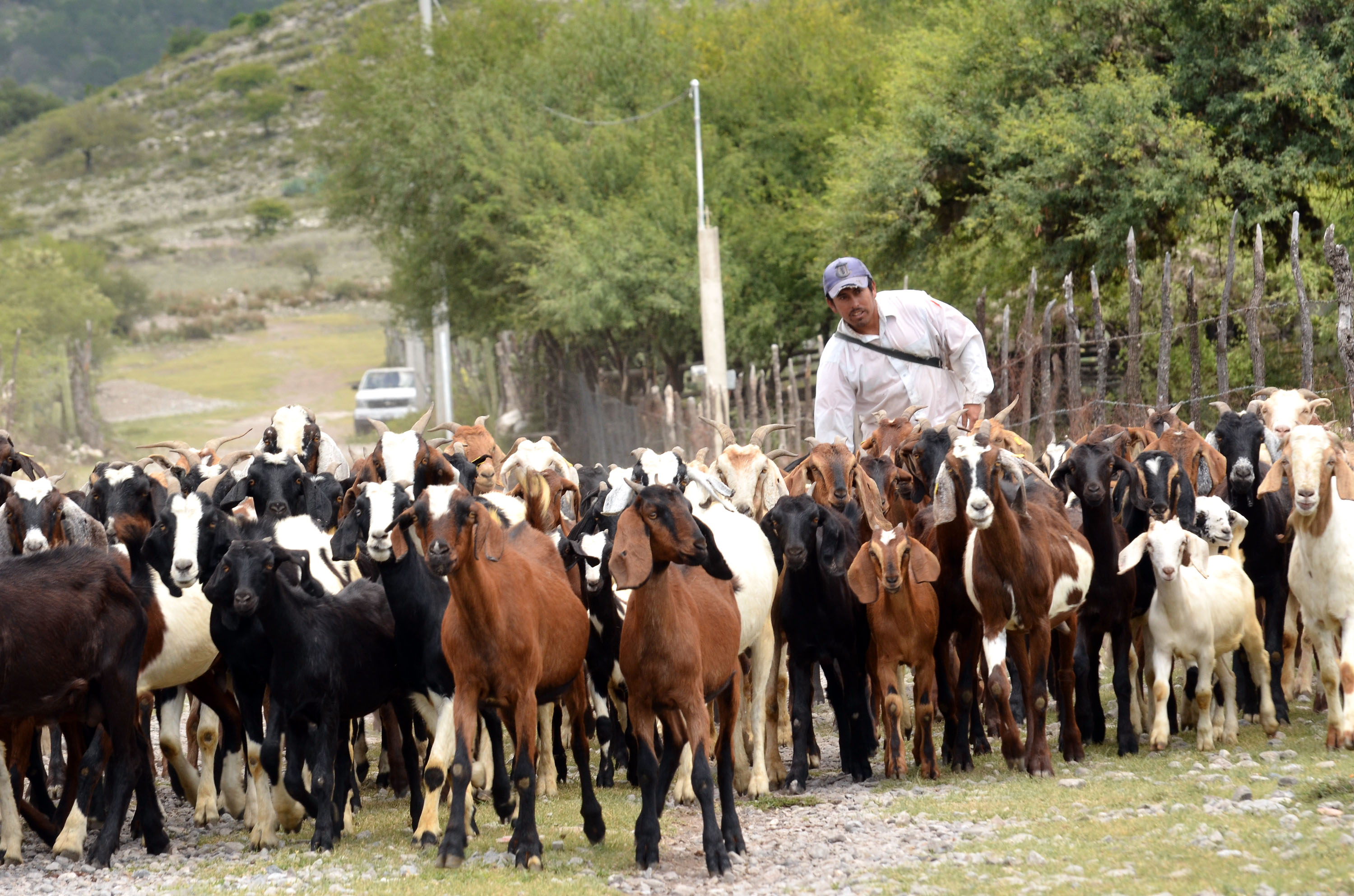 Atiende Inifap a productores caprinos